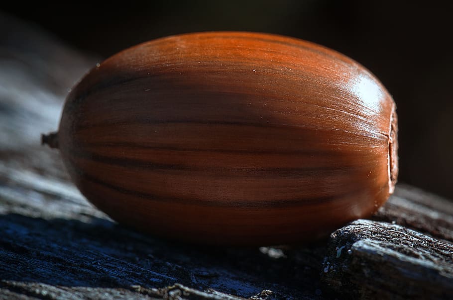 acorn, seed, autumn, tree, brown, nature, food, close-up, food and drink HD wallpaper
