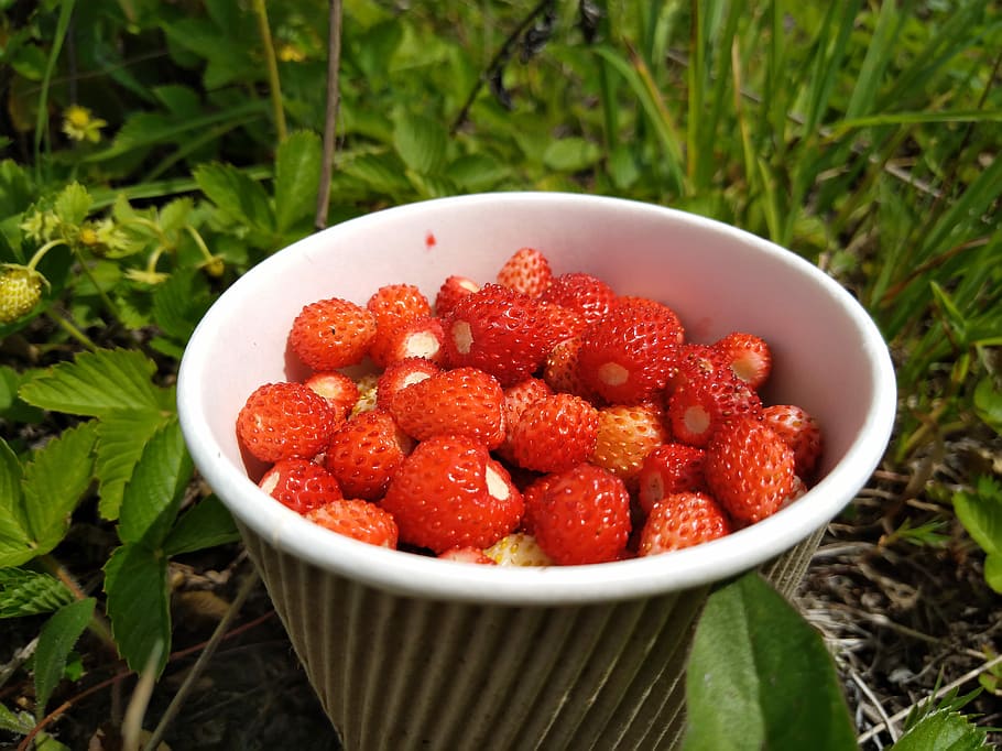 Wild Strawberry, Berry, fruit, healthy eating, food and drink HD wallpaper