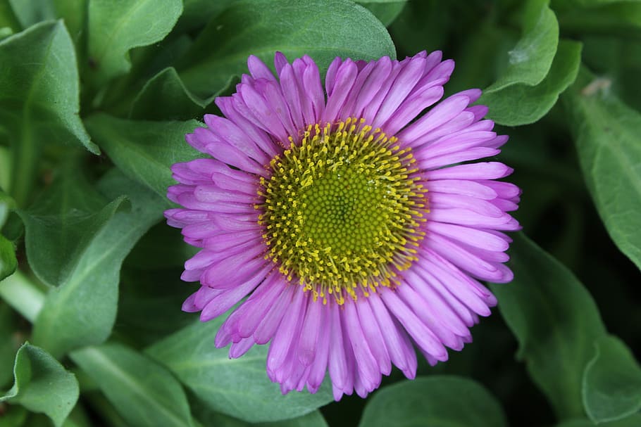 Erigeron, Flower, Perennial, fleabane daisy, border, rockery HD wallpaper