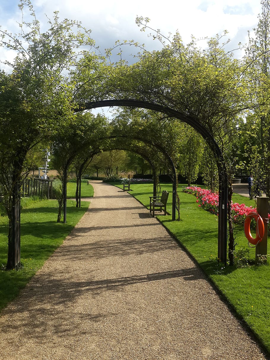 spring, nature, flower, plant, tree, direction, the way forward HD wallpaper