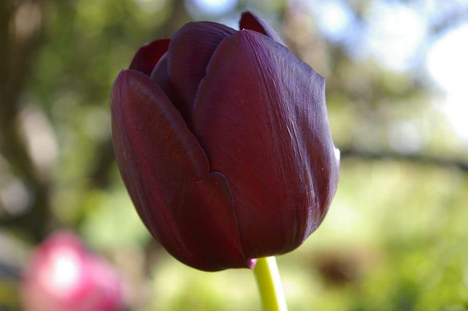 Black, Tulip, Flower, Spring, nature, focus on foreground, growth HD wallpaper