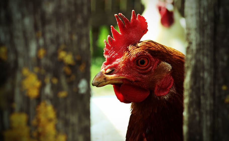 chicken, comb, head, bill, portrait, hen comb, hahnenkam, livestock HD wallpaper