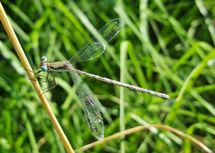 damselfly, insect, insectoid, winged, bug, bokeh, arthropod HD wallpaper
