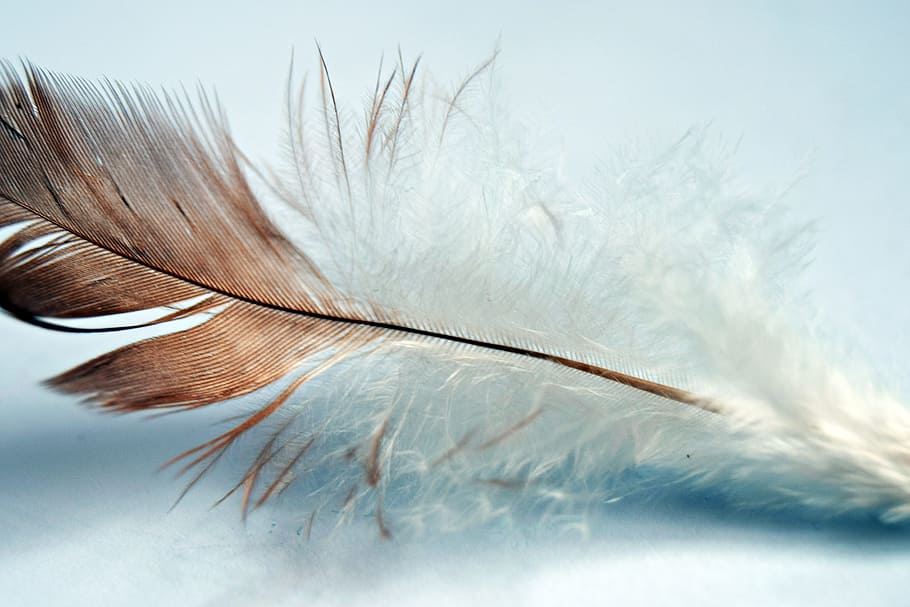 shallow focus photography of white and brown feather, single HD wallpaper