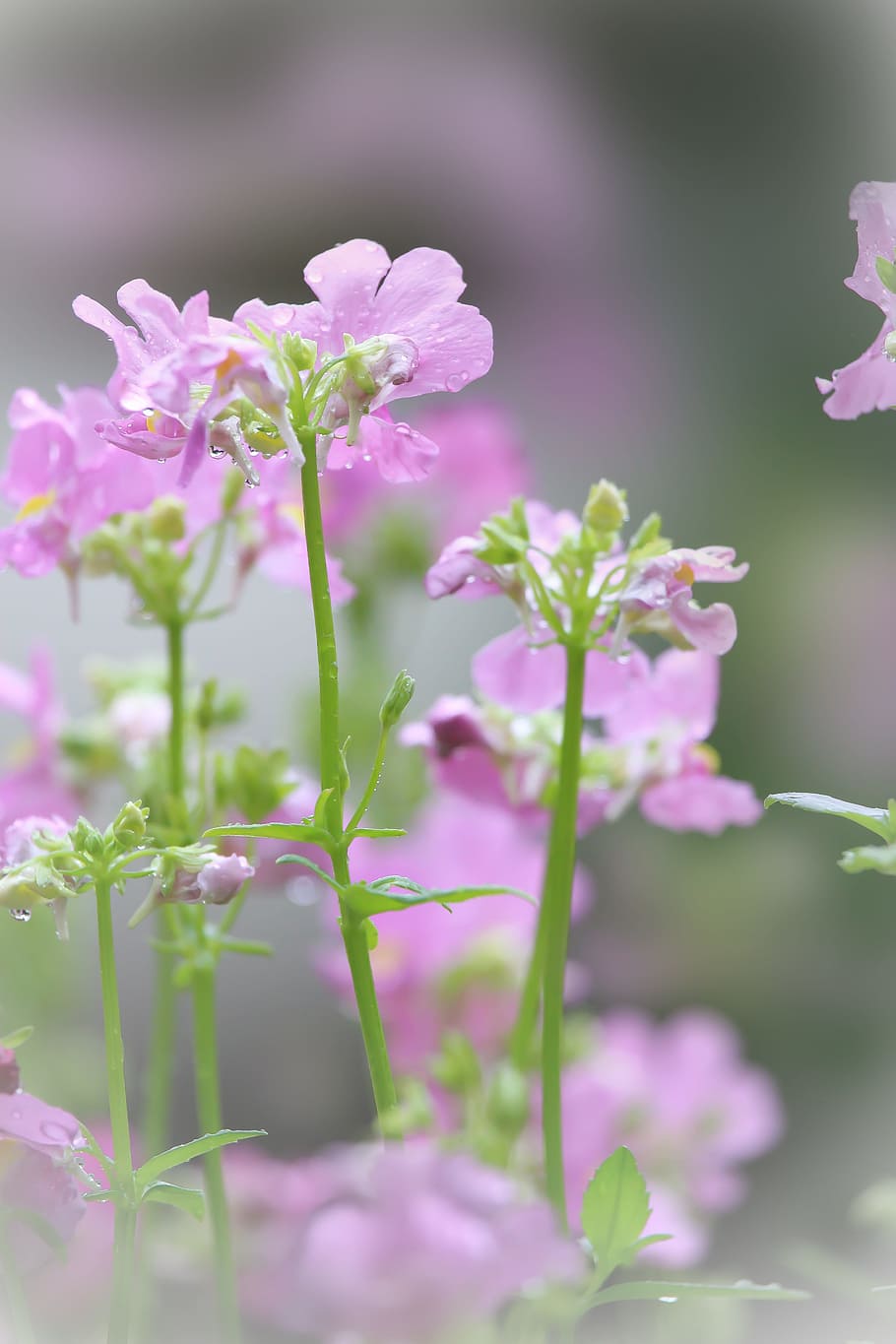 pink, nature, spring, flower, delicate, raindrops, dewdrop HD wallpaper
