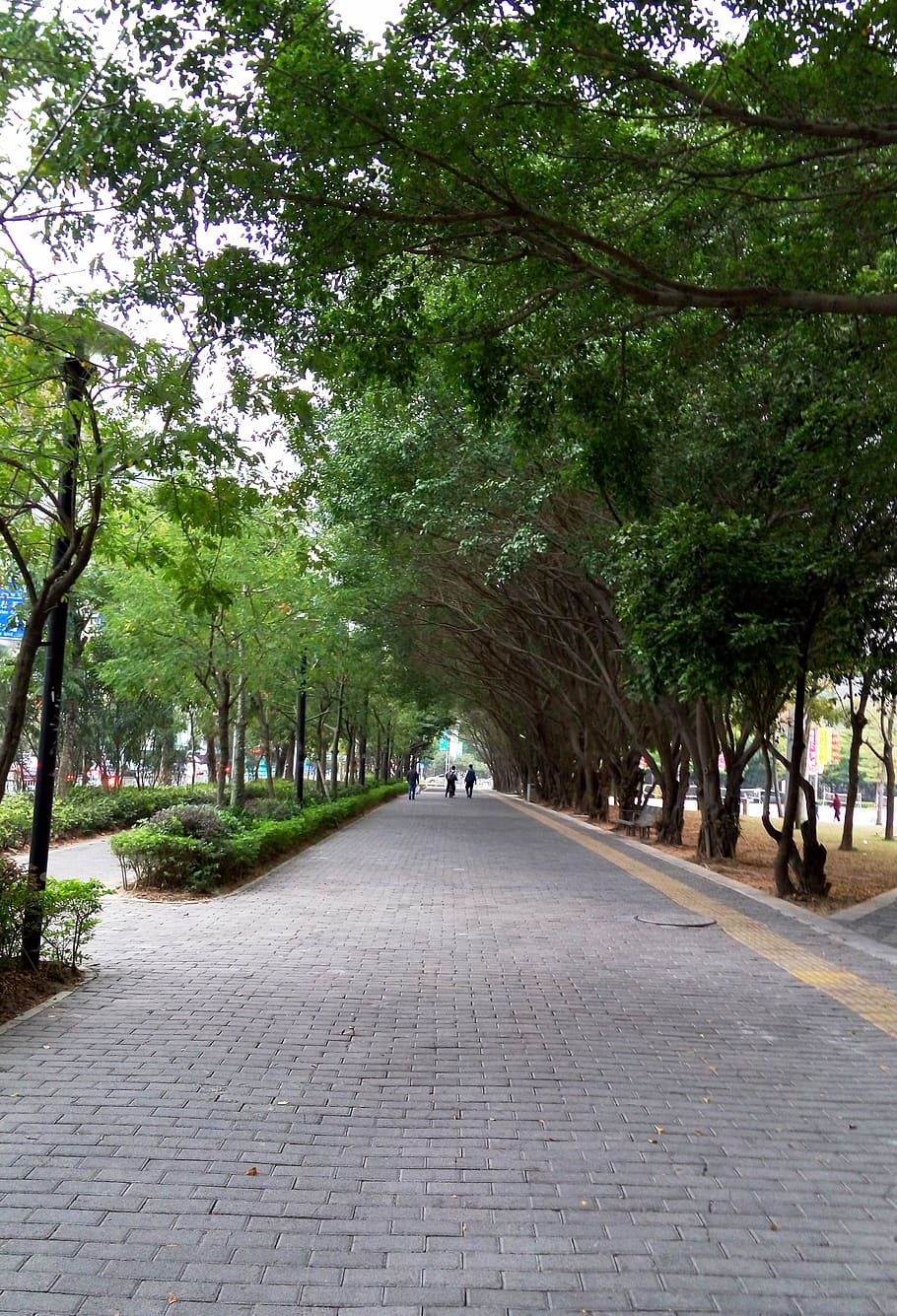 HD wallpaper: city corner, shenzhen, road, figure, leisure, tree, plant ...