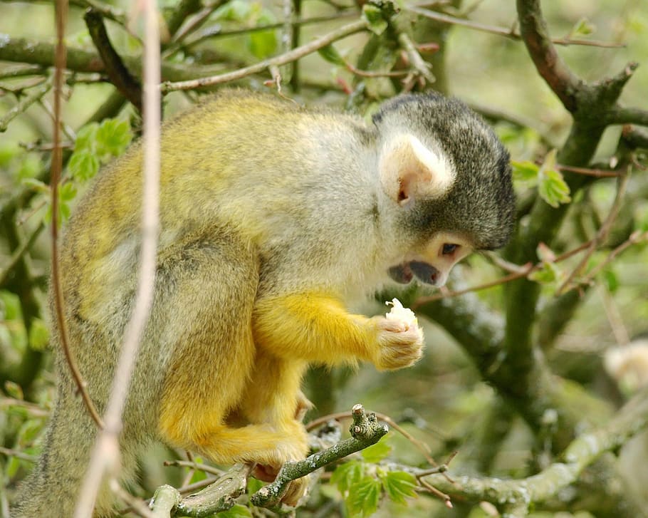 capuchins, monkey, cute, cebus, animal, mammal, wildlife, nature