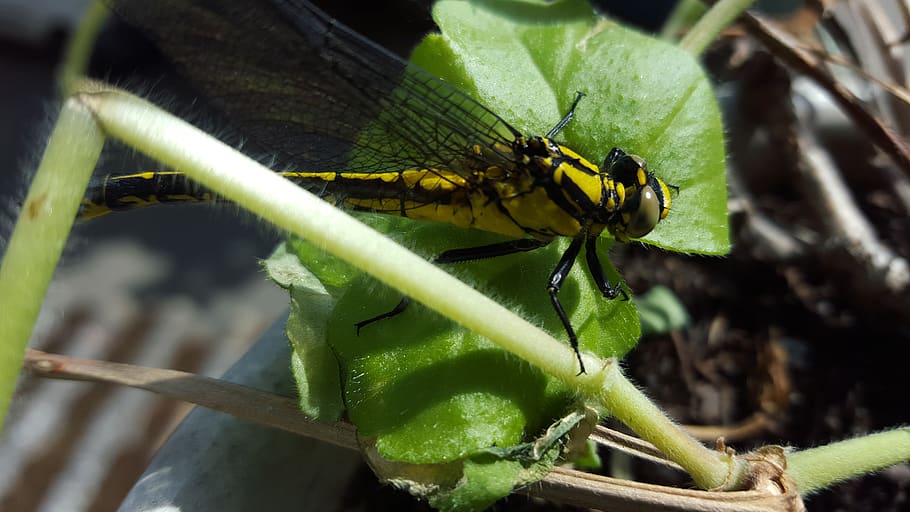 dragonfly, wings, insect, animals in the wild, animal wildlife HD wallpaper