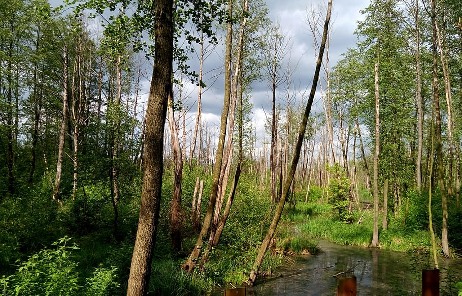 tree, park, river, brook, naturam, summer, spring, the national park HD wallpaper