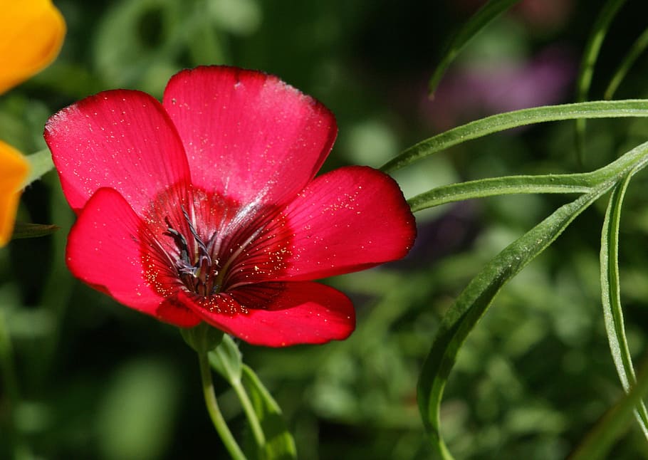Blossom, Bloom, Flower, Nature, summer, red, flower meadow HD wallpaper