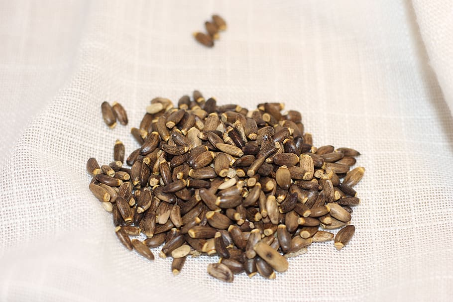 milk thistle, seed, food and drink, indoors, wellbeing, healthy eating HD wallpaper