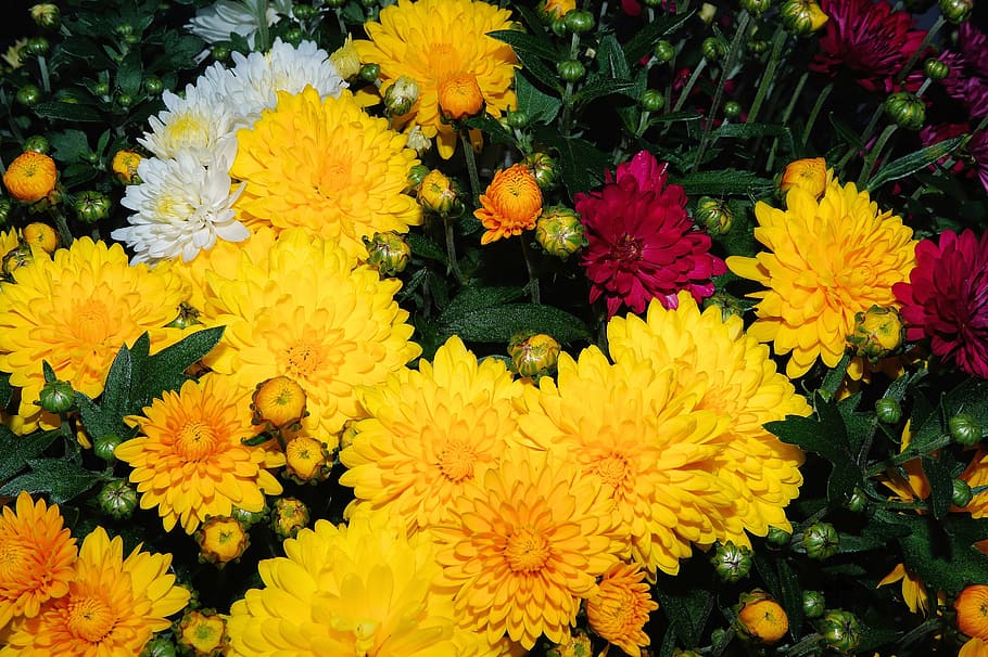 flowers, close, bloom, nature, flora, garden, sea of flowers HD wallpaper