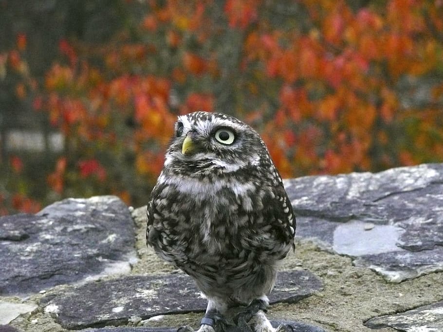 Owl, Bird, Predator, Beak, Feather, fall leaves, animals in the wild HD wallpaper