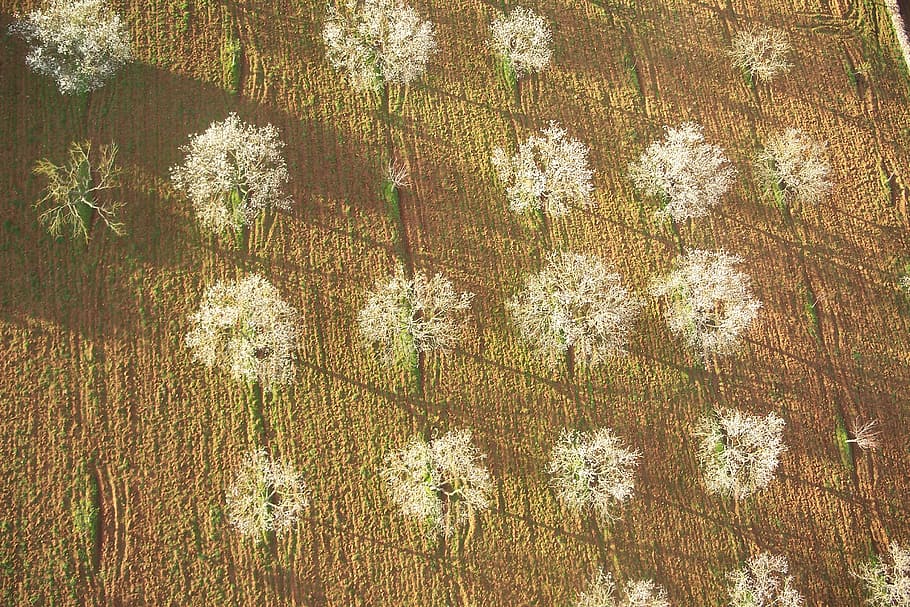 mallorca, field, landscape, aerial view, trees, plant, growth HD wallpaper