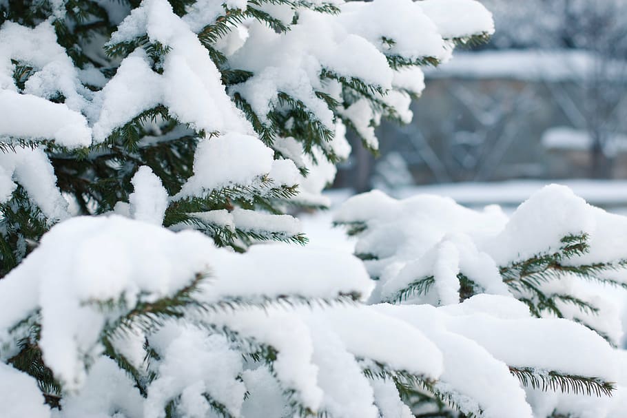 close up photography of snow covered tree, spruce, snowfall, snowdrift, HD wallpaper