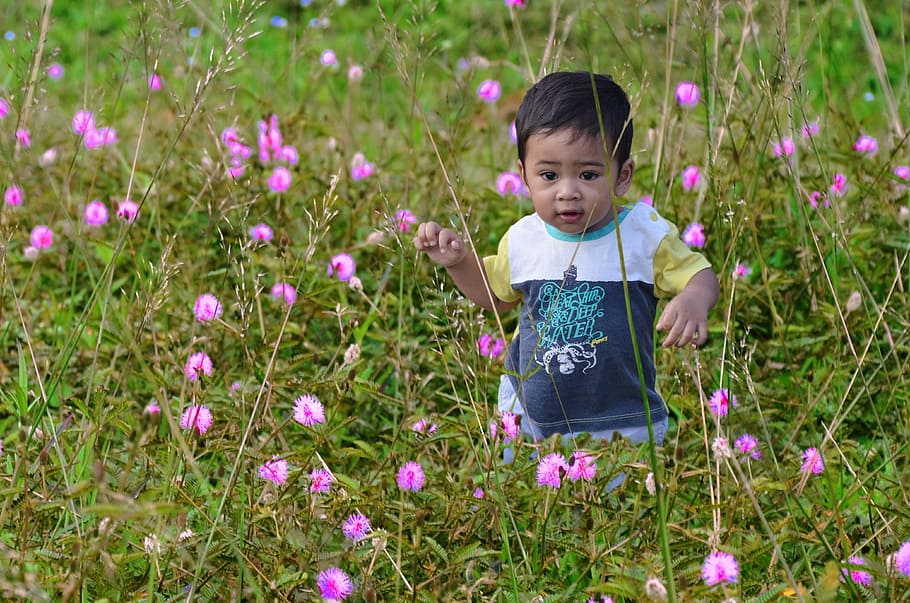 toddler boy standing on Mimosa pudica flowers, child, asian, cute, HD wallpaper