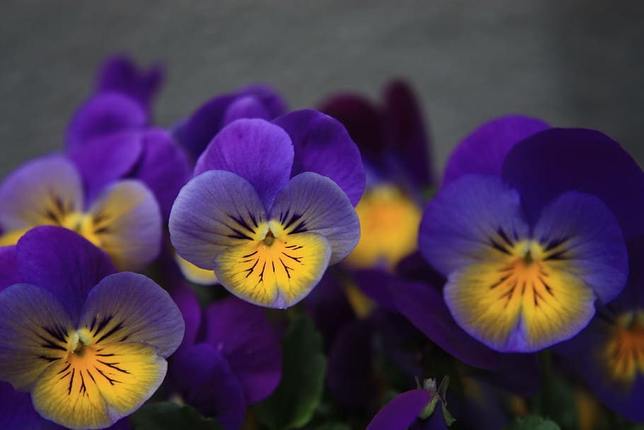 macro photography of purple pansy flowers, Violet, Map, Romantic HD wallpaper