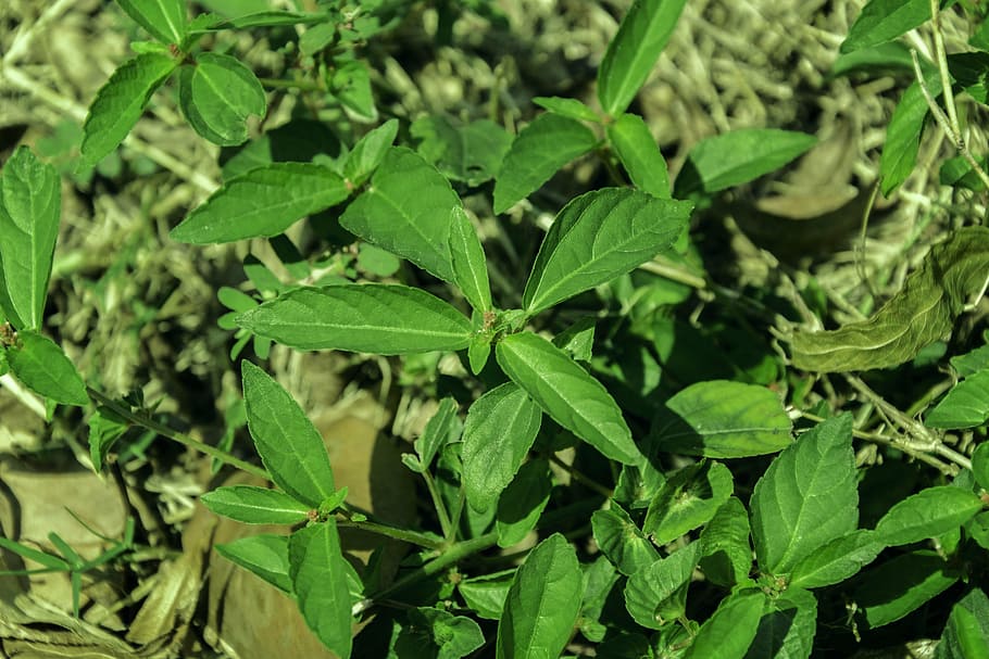 weeds, leaf, grass, sunshine, background, plant, green color HD wallpaper