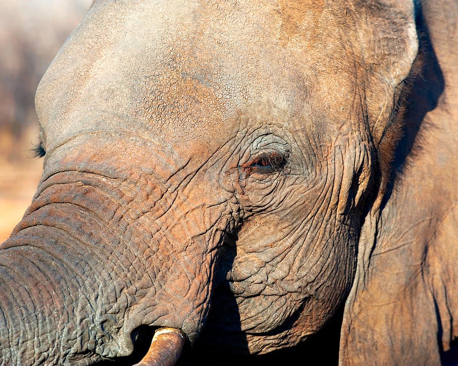 shallow focus photography of elephant, pachyderm, eye, hide HD wallpaper