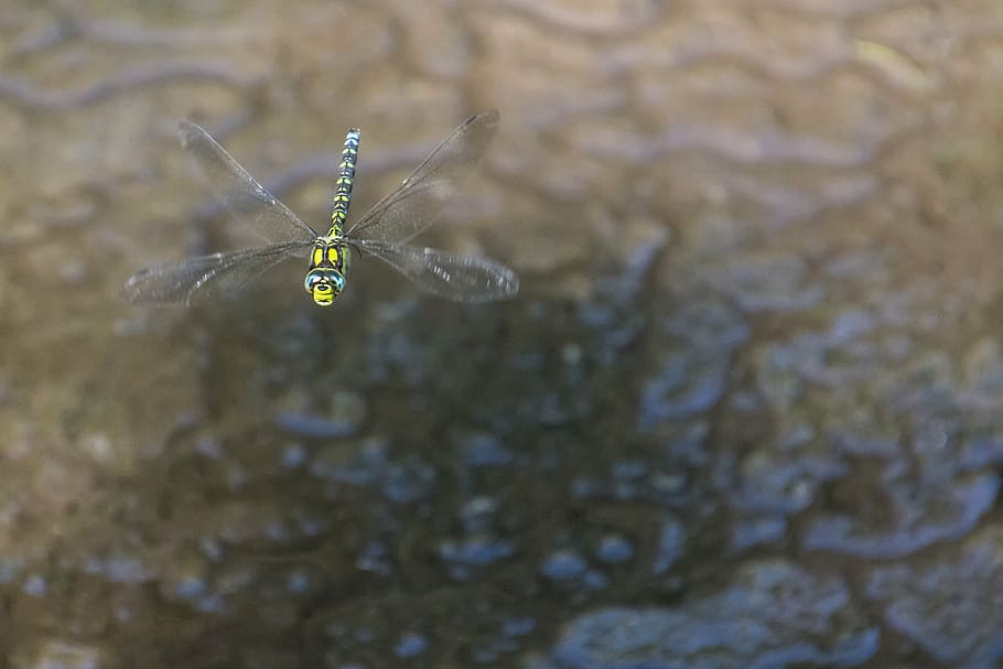 dragonfly, insect, nature, wing, green dragonfly, flight, wings open HD wallpaper