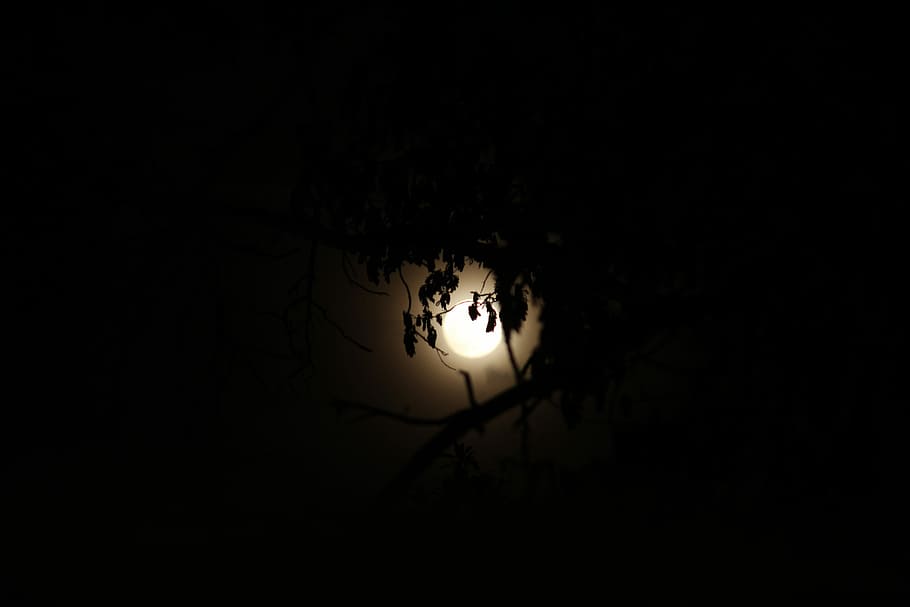Moon, Nature, Dark, Scene, sky, bright, tree, glowing, silhouette HD wallpaper