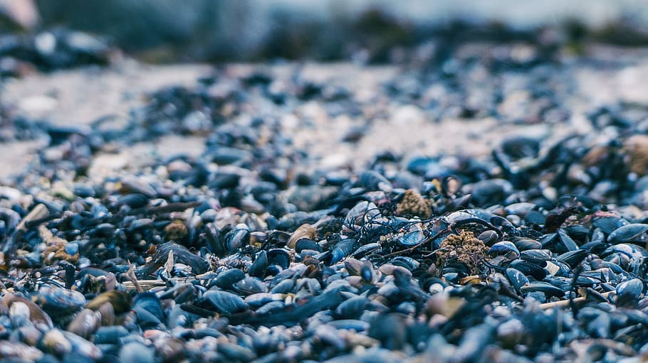 selective focus photography of pebbles, black and beige coarse sand close-up photo HD wallpaper
