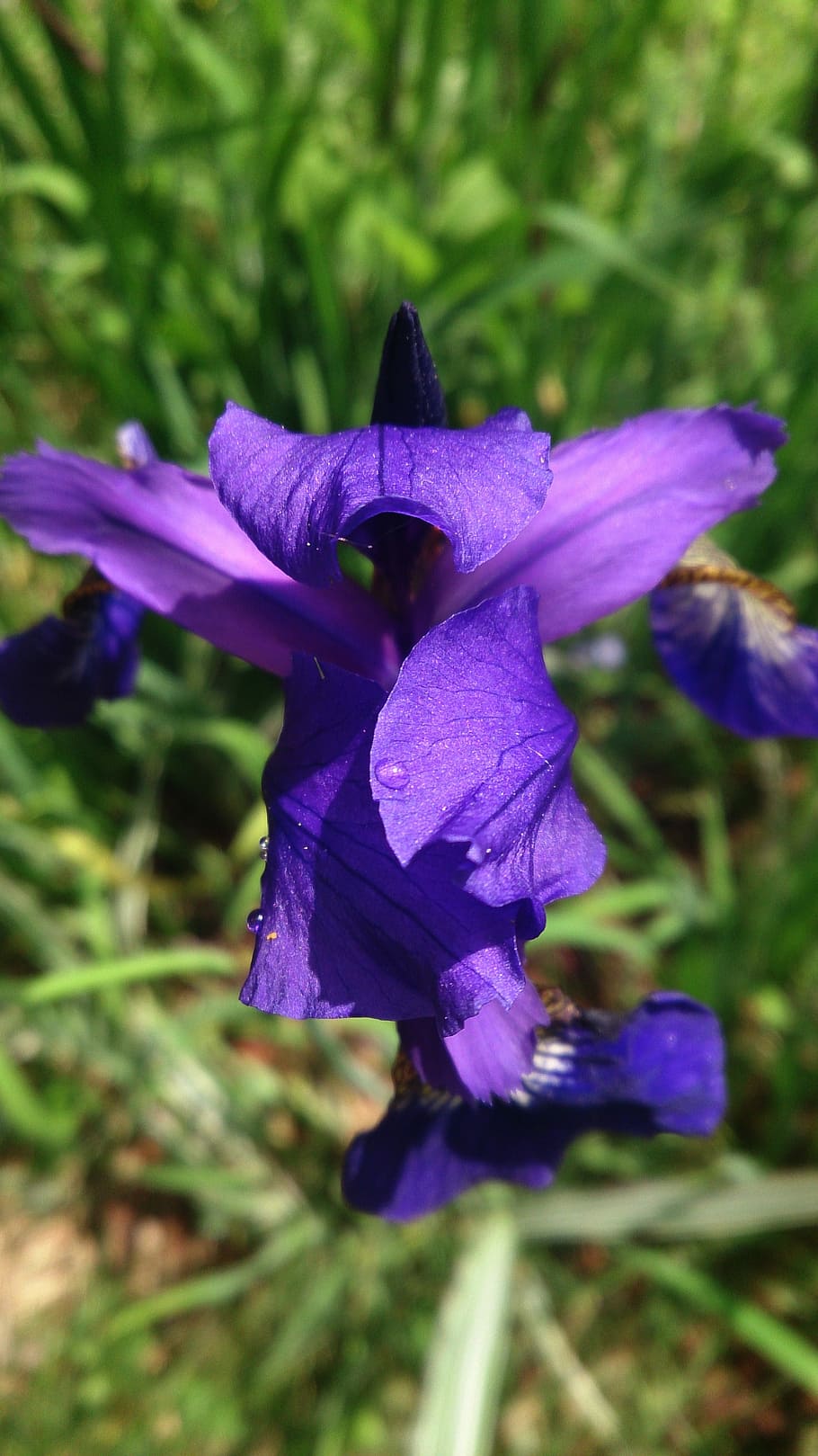 Flower, Plants, Macro, Nature, Violet, purple, fragility, beauty in nature HD wallpaper