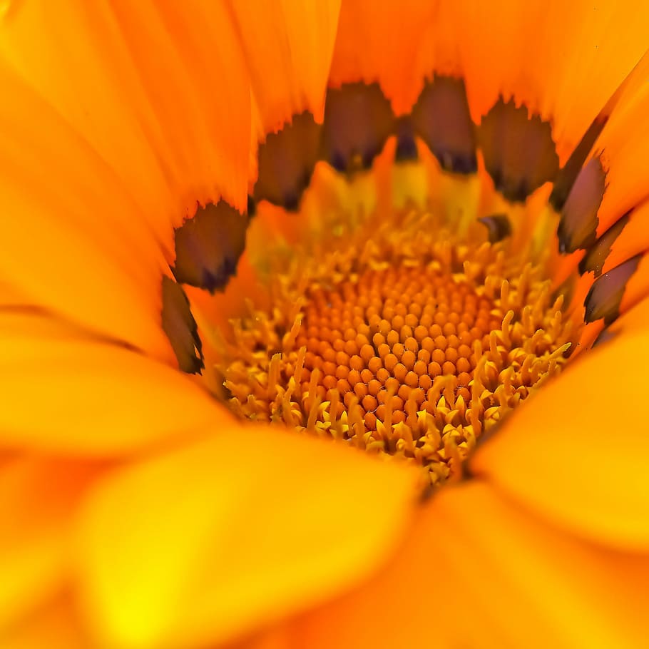 cape basket, flower, spanish marguerite, composites, flowers, HD wallpaper