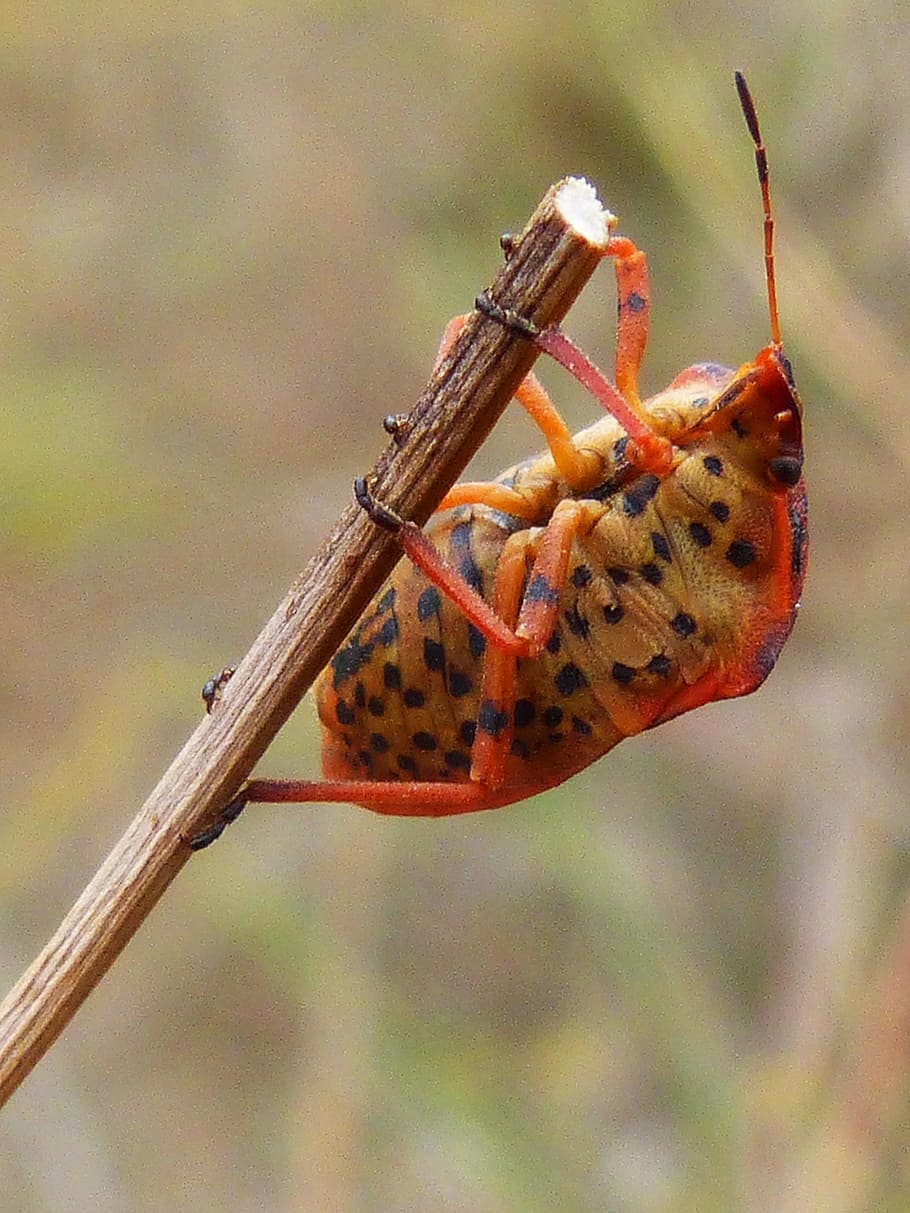 beetle, orange, insect, branch, macro, character, animals in the wild HD wallpaper