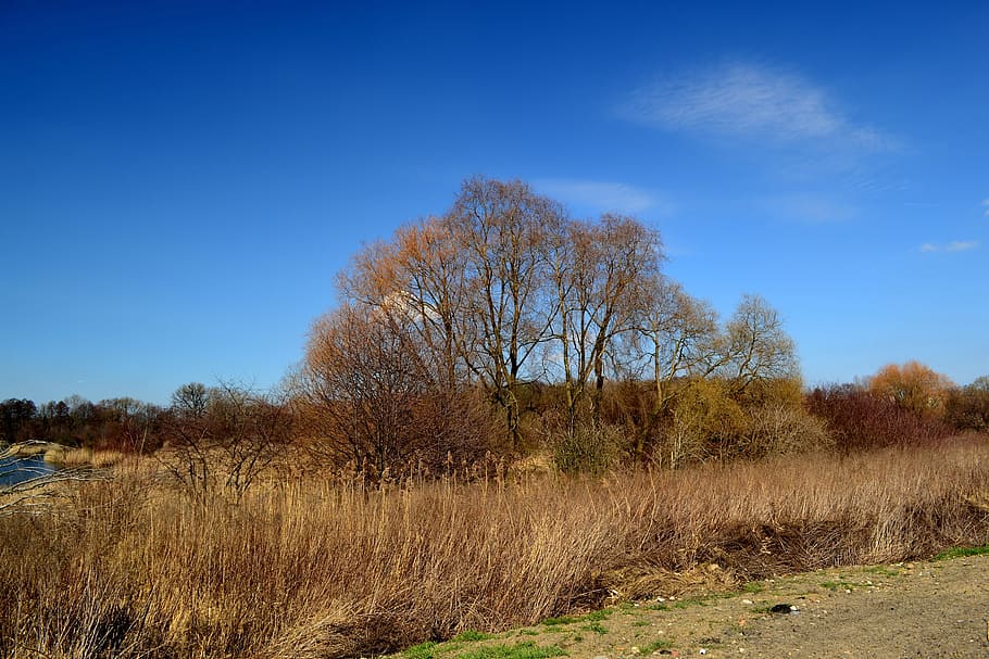 nature, landscape, tree, autumn, park, plant, sky, grass, tranquility HD wallpaper