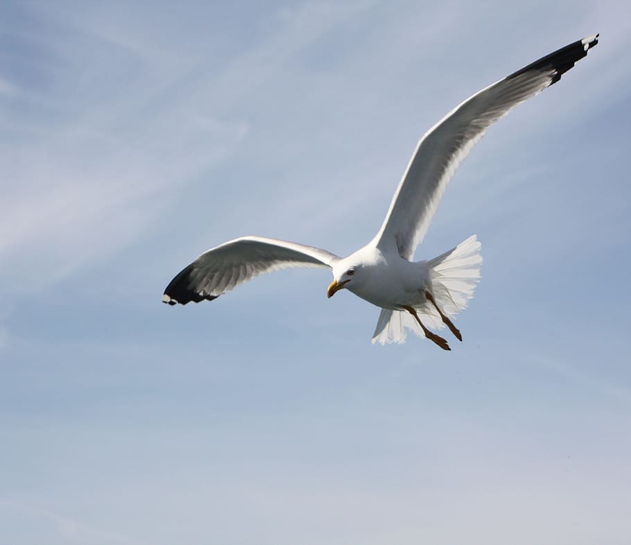 seagull, sky, blue, bird, fly, dom, nature, flying, spread wings HD wallpaper