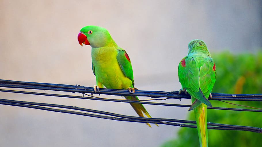 parakeets, parrots, bird, red beak, vertebrate, animal, animal themes HD wallpaper