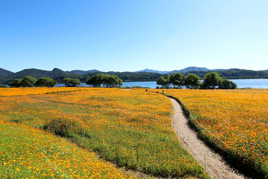 yellow flower field near tall green trees and lake at daytime