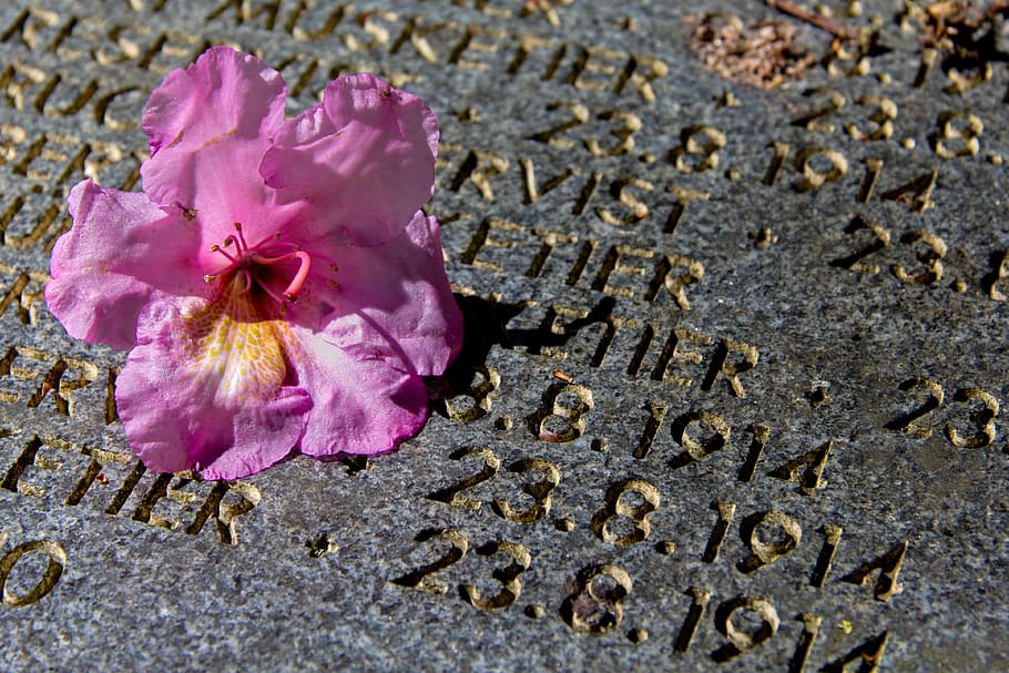 grave, rose, stone, monument, first world war, flower, petal HD wallpaper