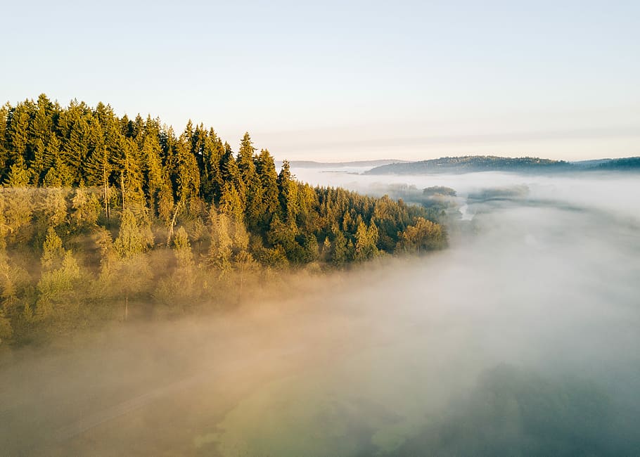 aerial photography of fog covered forest, pine trees beside fog under white clouds
