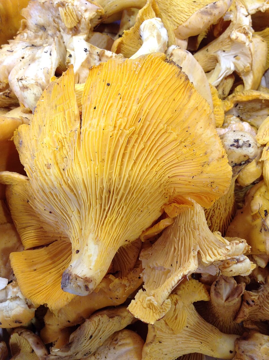 fungus, chanterelle, market, fall, close-up, mushroom, food HD wallpaper