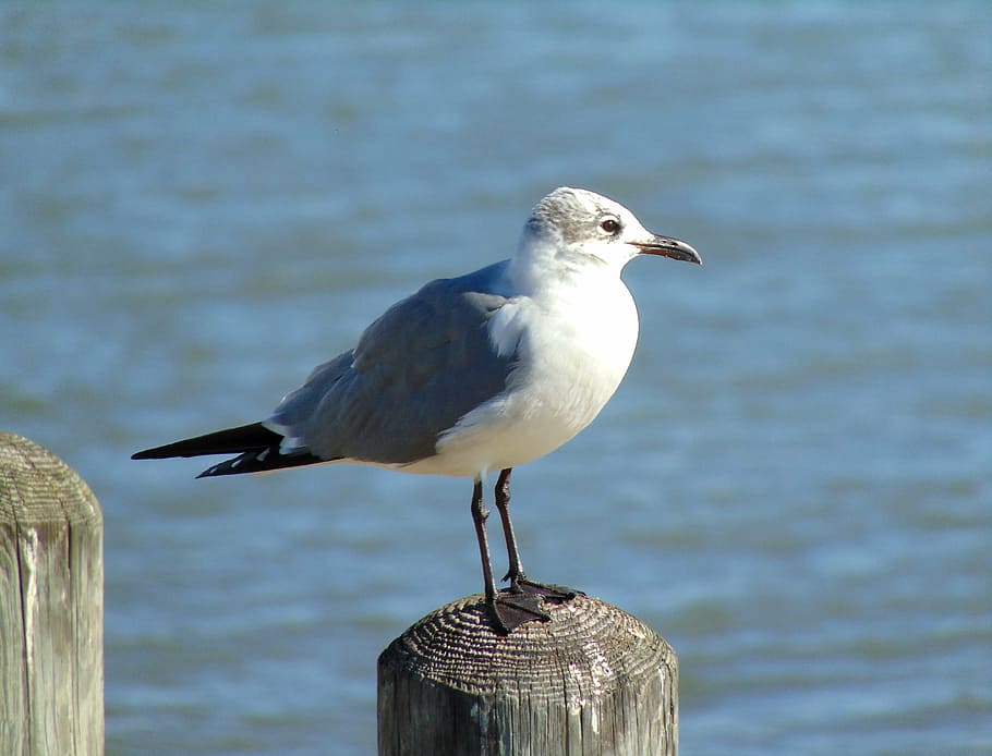 gulf, bird, seagull, bay, wildlife, vertebrate, animal, animal themes HD wallpaper