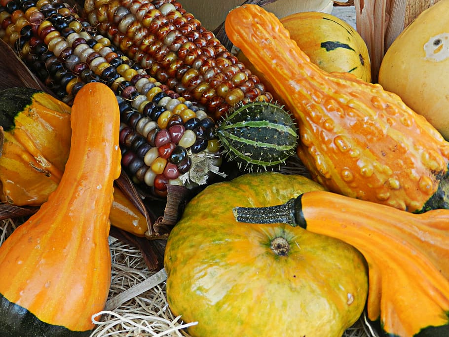 autumn, pumpkin, october, fall, traditional, vegetable, season HD wallpaper