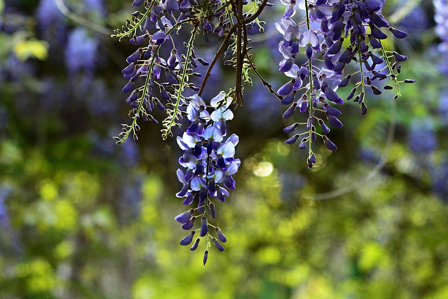 wisteria, shrub, flower, vine, arbor, petal, spring, garden, HD wallpaper