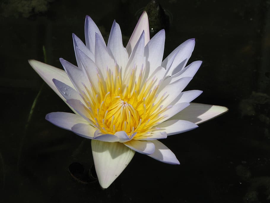 Waterlily, Water, Lily, Nature, Lotus, pond, flower, white, HD wallpaper