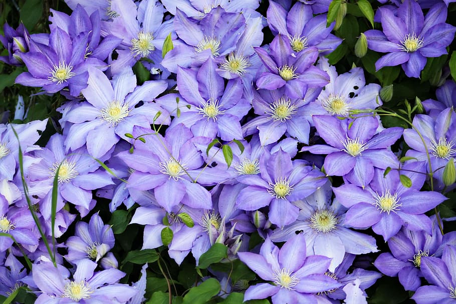 flowers, pretty, petal, spring, plant, bloom, blossom, colorful HD wallpaper