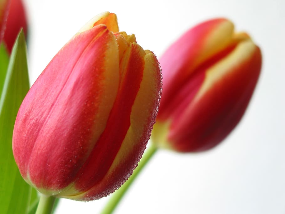 tulips, flower, spring, freshness, close-up, plant, flowering plant HD wallpaper