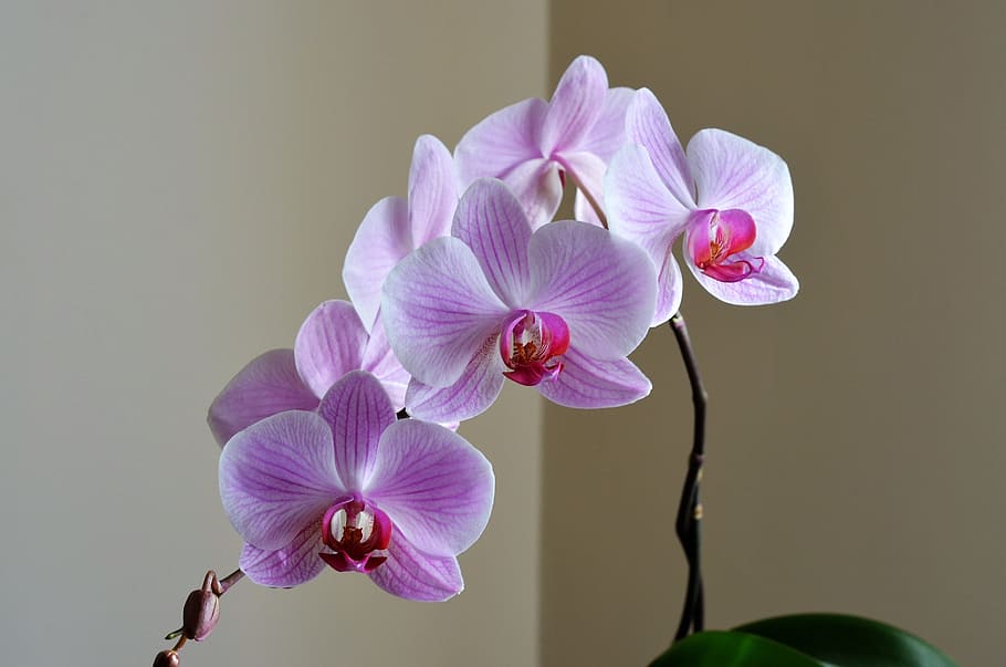 Orchid, Lila, Flower, Nature, Plant, beautiful, ornamental plants, HD wallpaper