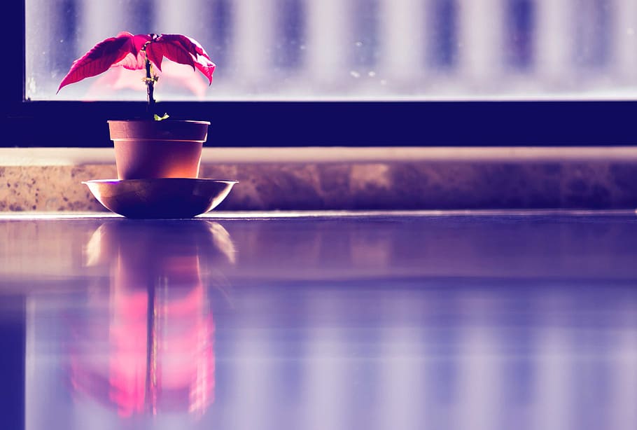 interior, plant, red, reflection, reflex, window, food and drink HD wallpaper