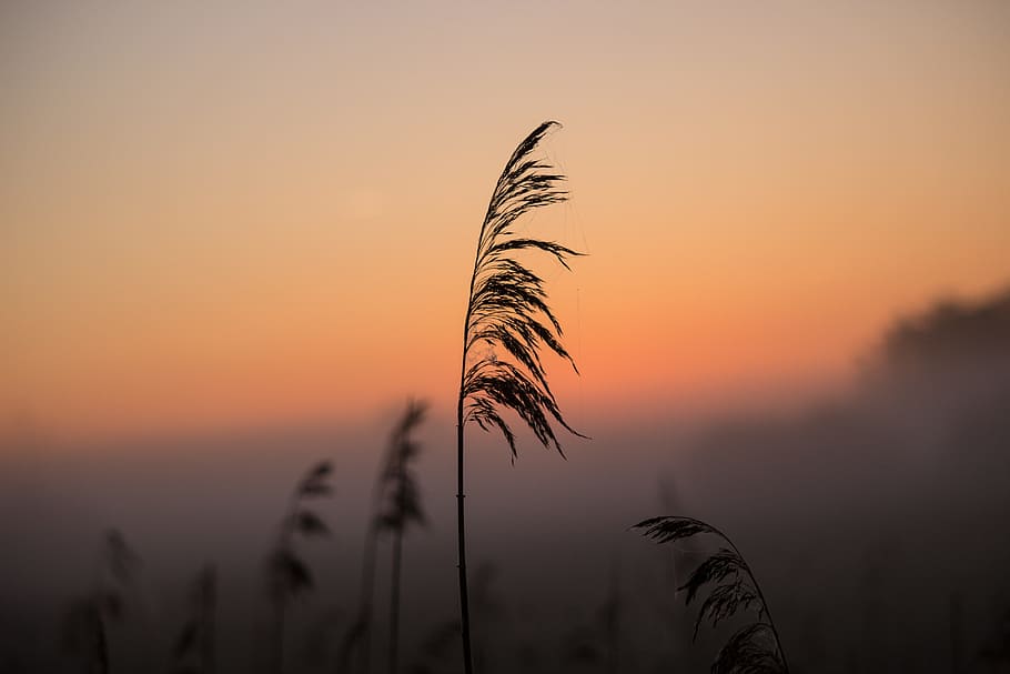 silhouette photography of grass, Sunrise, Reed, Shadow, Mood, HD wallpaper