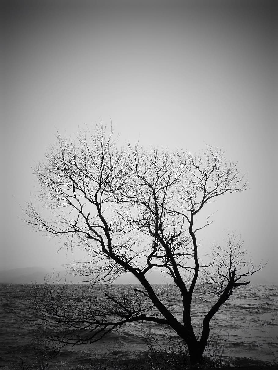 Winter, Lake, Wood, Japan, Sky, tree, nature, bare Tree, black And White