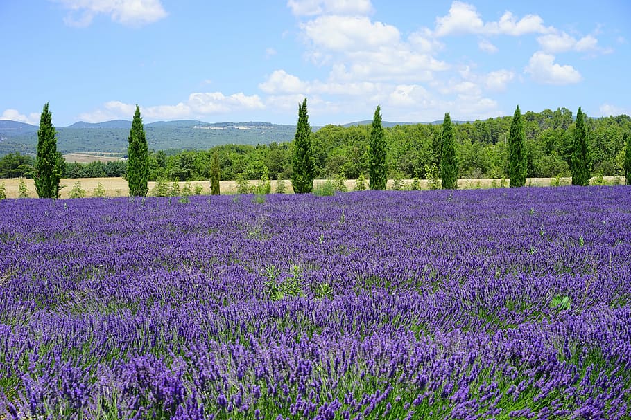 purple lavender field near mountain at daytime, cypress, avenue, HD wallpaper