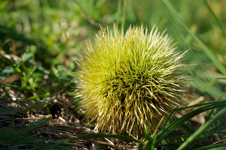 chestnut, autumn, fruit, prickly, nature, hedgehog, sting, close HD wallpaper