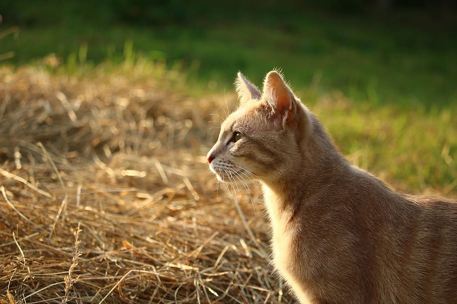 cat, kitten, mieze, mackerel, breed cat, tiger cat, animal HD wallpaper