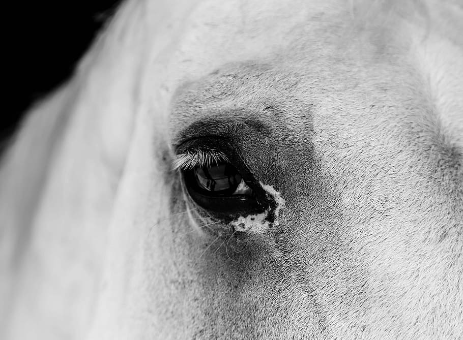 closeup photo of horse eye, grayscale photography of animal eye HD wallpaper